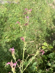 Oenothera gaura