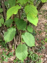 Corylus heterophylla
