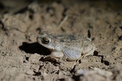 Rhinella
