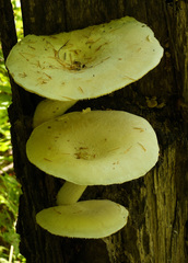 Pleurotus