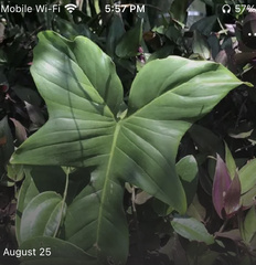 Philodendron