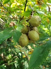 Aesculus