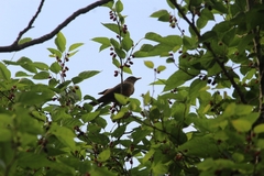 Turdus rufiventris