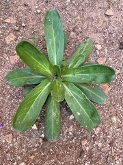 Gamochaeta americana