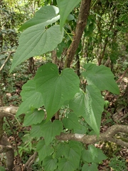 Dioscorea nipponica