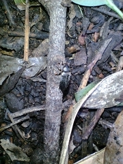 Dermestes