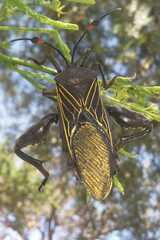 Pachylis gigas