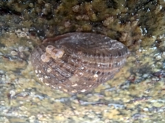 Concholepas concholepas