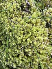 Aulacomnium palustre