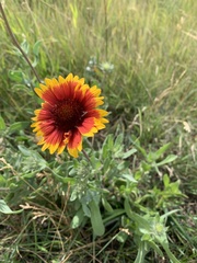 Gaillardia