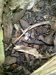 Dermestes
