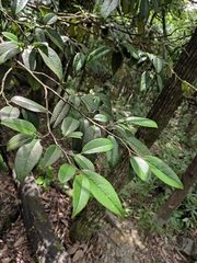 Sycopsis sinensis