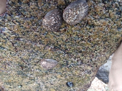 Concholepas concholepas