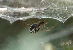 Frontinella pyramitela