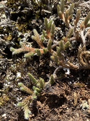 Selaginella rupestris