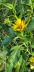 Helianthus grosseserratus