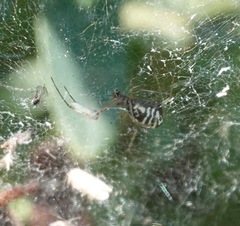 Frontinella pyramitela