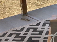 Ammospermophilus leucurus