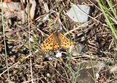 Melitaea trivia