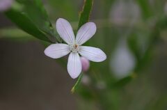Eriostemon australasius