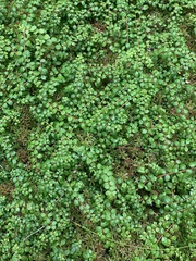 Gaultheria hispidula