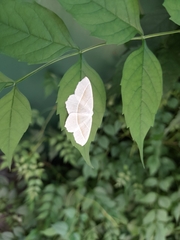 Campaea margaritaria