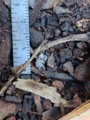 Dermestes