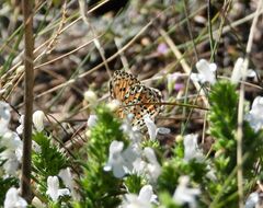 Melitaea trivia