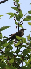 Turdus rufiventris