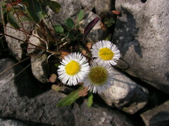 Erigeron