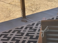 Ammospermophilus leucurus