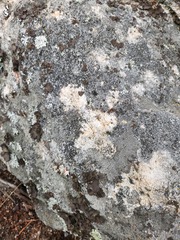 Rhizoplaca subdiscrepans