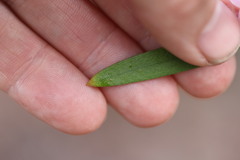 Eriostemon australasius