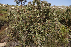 Protea lepidocarpodendron