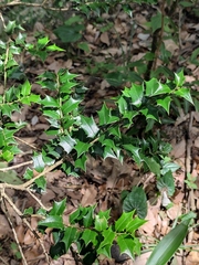 Ilex pernyi