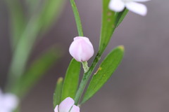 Eriostemon australasius