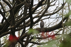 Accipiter striatus erythronemius