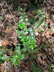 Ilex pernyi