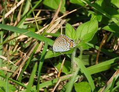 Plebejus argyrognomon
