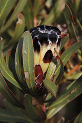 Protea lepidocarpodendron