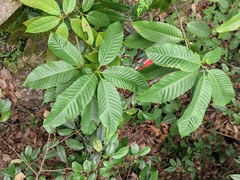 Lithocarpus corneus