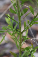 Eriostemon australasius