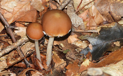 Candolleomyces candolleanus