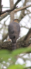 Accipiter striatus erythronemius