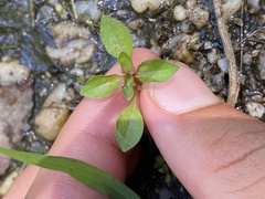 Ludwigia palustris
