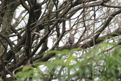 Accipiter striatus erythronemius