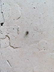 Salticinae