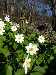 Anemonoides nemorosa