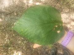 Morus rubra