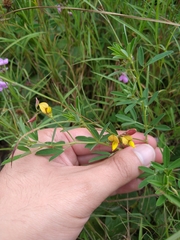 Crotalaria pumila